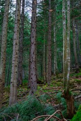 Fototapeta premium Dense forest with tall trees and rich green foliage, capturing the essence of nature's tranquility.