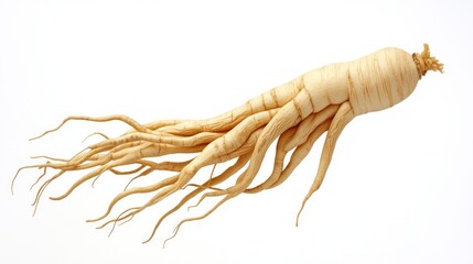 Obraz premium A single, fresh ginseng root with many offshoots, isolated on a white background.