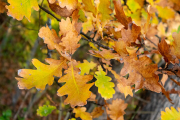 Close-up of Branch with Vibrant Yellow and Orange Oak Leaves in Natural Light During Autumn Season