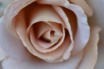 pastel roses large plnaom,  white roses flower macro, texture delicate brown scarlet rose as background 