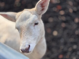 Obraz premium Close-up of a relaxed young white deer, resting in a natural environment, capturing the delicate features of the animal in a serene moment.
