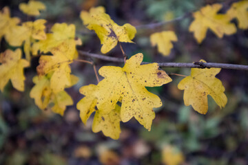 Branch of Vibrant Yellow Maple Leaves in Natural Light, Capturing the Beauty of Autumn Foliage in a Tranquil Outdoor Setting