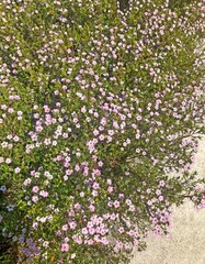 Obraz premium Breath of Heaven bush with small pink flowers. Coleonema pulchrum