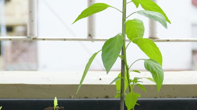Chilli plant vegetable green leaves vegan in soil growing indoor garden