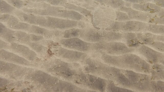flatfish swimming over the sandy ocean bottom in 4k