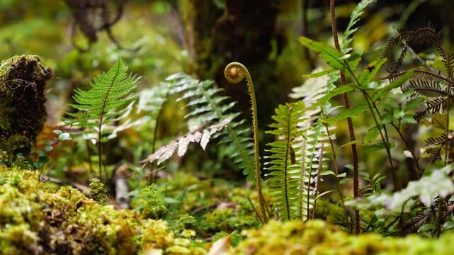 Silverfern growing from a tightly coiled spiral fiddlehead