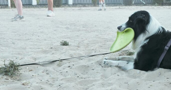 Dog with frisbee in mouth watch Playing beach volleyball.