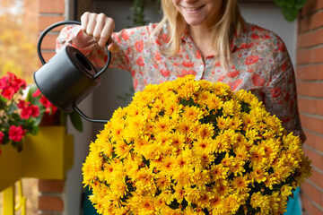 Woman watering beautiful yellow chrysanthemums on balcony garden