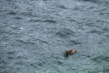 A Seabird Feeding Whilst Swimming on the Sea Ocean.