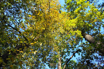 autumn in the forest, a hole with yellow and green leaves on the background of the blue sky