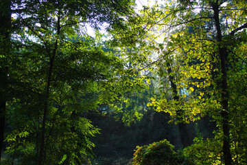 green forest in the morning