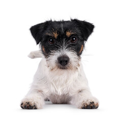Cute young Jack Russel dog puppy, laying down facing front. Mouth closed and looking straight to camera. isolated on a white background.