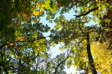 yellow leaves on a tree on the background of the blue sky