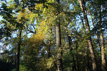 autumn in the woods,trees in autumn 