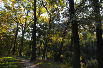 Obraz premium autumn in the woods