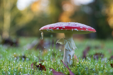mushroom in the forest