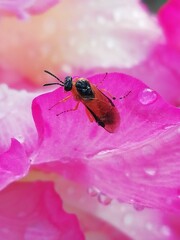 Athalia ancilla. Insecto en una flor de gladiolos. 