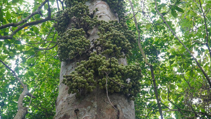 Fototapeta premium Ficus racemosa fruit is not yet ripe
