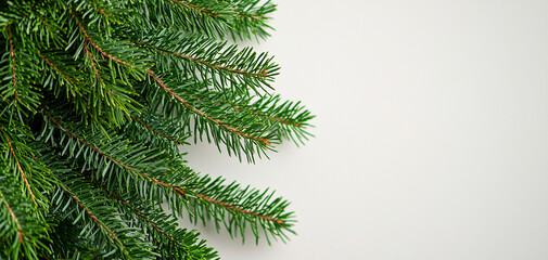 Fototapeta premium Fir tree branch, blank wall, Christmas banner