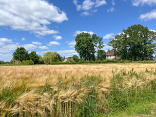 Wheat field with farmhouse