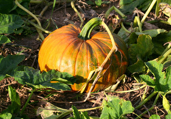 Fototapeta premium Pumpkin growing for Decoration at Pumpkin Patch in Mooresville, IN, USA