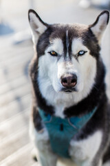 siberian husky dog / husky puppy