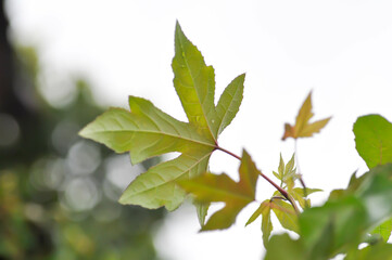 maple leaf, maple leaves or green leaf or Acer saccharum Marsh
