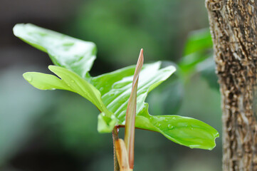 Philodendron pedatum., Philodendron or ARACEAE