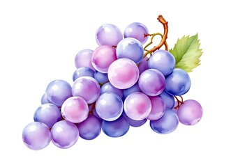 Purple Grapes with Leaves Isolated Hand Drawn Painting Illustration
