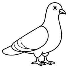 illustration of a pigeon