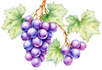 A bunch of red grapes with leaves. Grapevine. Isolated watercolor illustrations. For the design of labels of wine, grape juice and cosmetics, wedding cards, stationery, greetings cards
