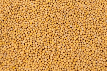 Yellow Dry Mustard Seed Background, Natural Organic Seasoning, Top View.