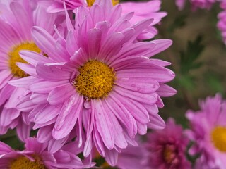 Obraz premium pink chrysanthemums close-up