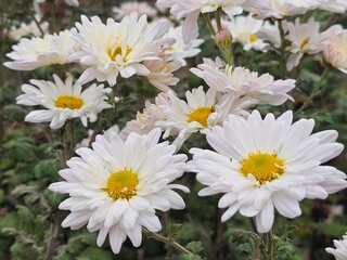 Obraz premium white daisies in a garden