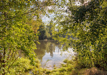 Lake viewed through bushes.
