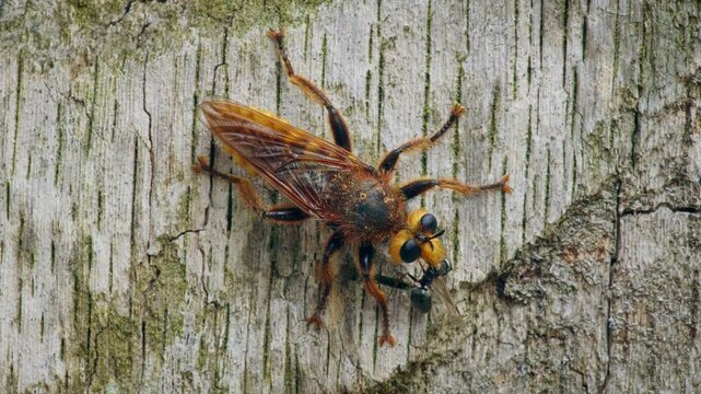 Robber fly Laphria aurea predator with prey