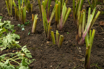Obraz premium pruned iris shoots prepared for wintering