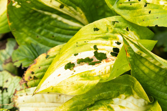 hosta leaves damaged by slugs