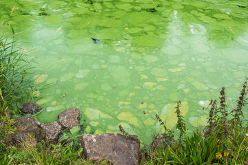 Ecologically damaging Blue Green algae blooms (cyanobacteria), close up from river bank along Lough Neagh, Northern Ireland.