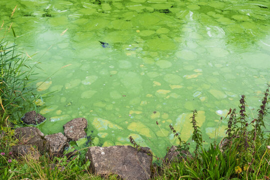 Ecologically damaging Blue Green algae blooms (cyanobacteria), close up from river bank along Lough Neagh, Northern Ireland.