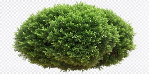 3D Illustration of Nassella Tenuissima Bush with High Depth of Field for Nature and Garden Design Projects