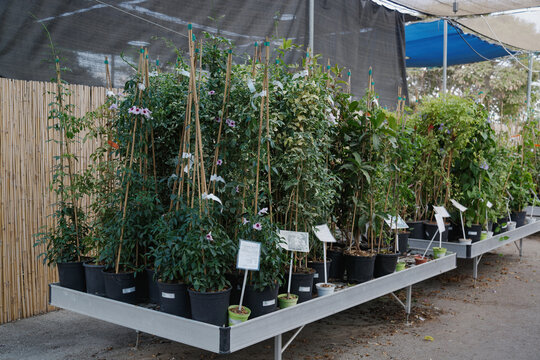 In an outdoor plant nursery, potted plants, bamboo stakes labeled for identification. The market, partially shaded with netting, features lush greenery and flowers against a bamboo fence backdrop