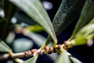 Close-up of a plant stem heavily infested with brown scale insect domed scales attached to the surface, causing significant plant damage, emphasizing the need for proper pest control and plant care.