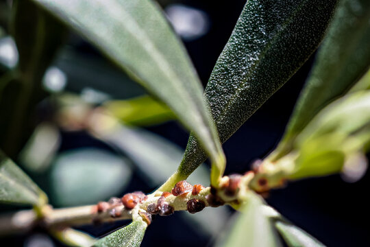 Close-up of a plant stem heavily infested with brown scale insect domed scales attached to the surface, causing significant plant damage, emphasizing the need for proper pest control and plant care.