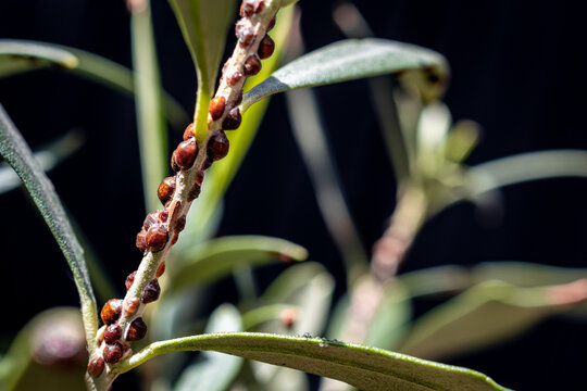 Scale insect infested plant stem with shiny domed brown scales, causing damage to the plant, highlighting pest management issues and the need for effective insect control and plant care solutions.