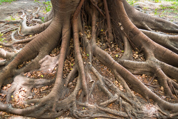Intricate Tree Roots: Nature’s Foundation and Strength
