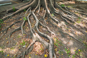 Intricate Tree Roots: Nature’s Foundation and Strength