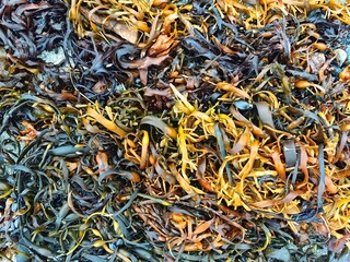 Close up view of colorful seaweed variety on a rocky shore during low tide in a coastal area