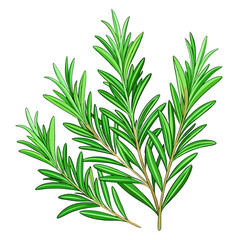 Obraz premium Fresh rosemary sprigs, a vibrant green herb with a pungent aroma, perfect for culinary and medicinal uses. This botanical illustration captures the essence of this versatile plant.