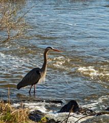 Majestic Great Blue Heron Fishing Over Calm Waters in a Serene Nature Landscape